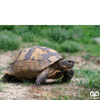 گونه لاکپشت مهمیزدار Mediterranean Spur-thighed Tortoise